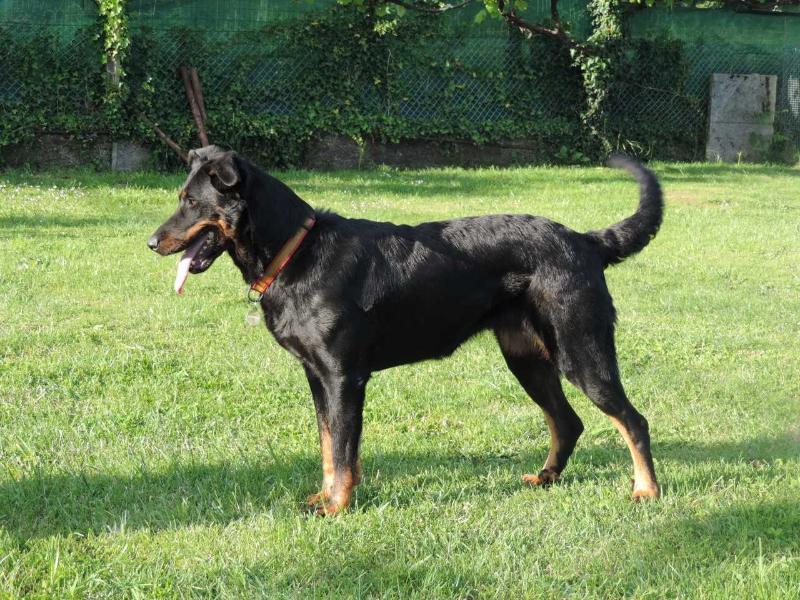 Imperator´s Legacy Best of You | Beauceron 