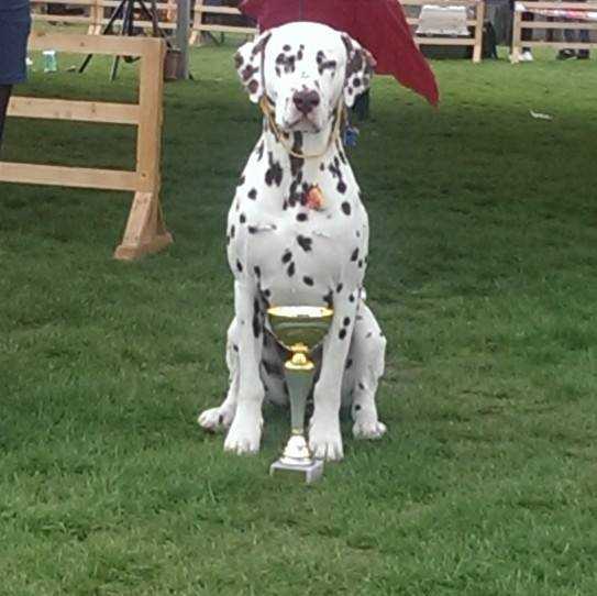 Spotted Angels Flipper Player | Dalmatian 