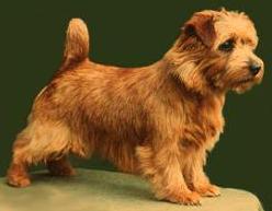 Allright Copper Penny | Norfolk Terrier 