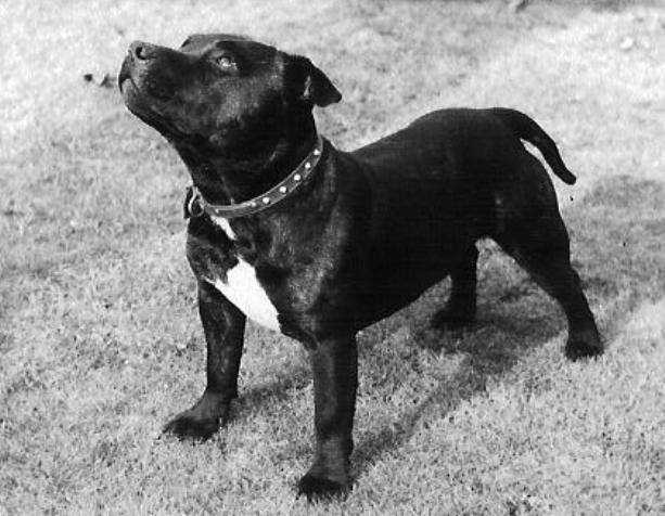 Linksbury Ferdinand | Staffordshire Bull Terrier 