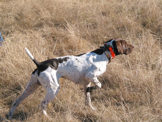 Trueblu's Hud's Kickin Up Dust | German Shorthaired Pointer 