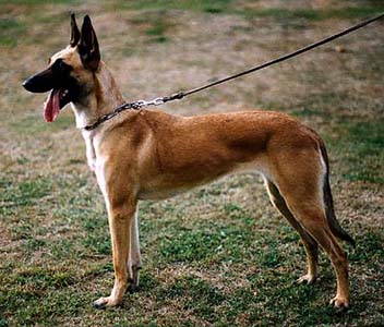 Wisa von Löwenfels | Belgian Malinois 