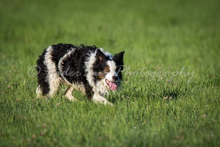 IMP. Derwen Loc | Border Collie 