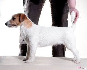 IDAHO Linea Luna | Jack Russell Terrier 