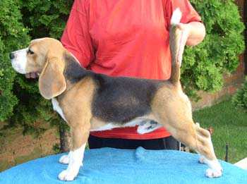 Daragoj Freddie Mercuri | Beagle 