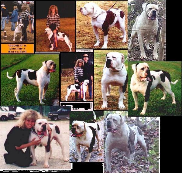 Johnson's Big Buck Boomer (DNA-P)(AB) | Olde English Bulldogge 