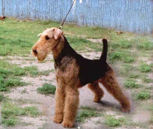 Jokyl Orient Express | Airedale Terrier 