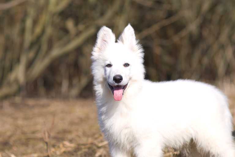 Armin of Angelotti | White Swiss Shepherd Dog 