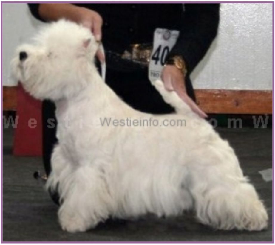 Mischievous Miss from Gryffindor | West Highland White Terrier 
