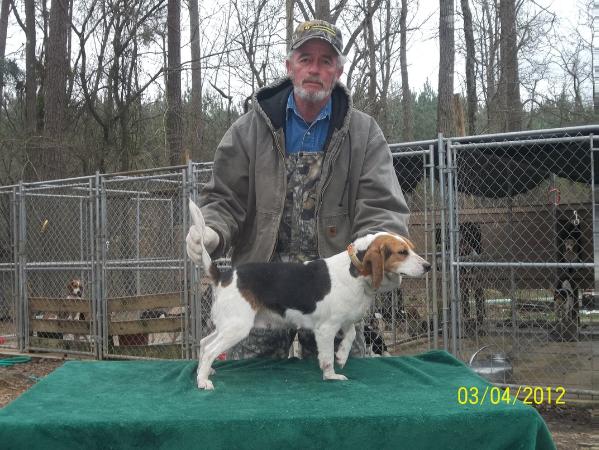 BW's Rambo Baby Girl | Beagle 