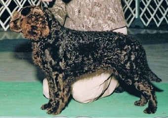 Kei-Rin's Summer Shandy | American Water Spaniel 