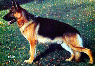 Quai von der Steigermühle | German Shepherd Dog 