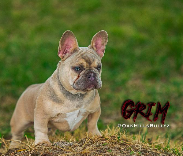 Oak Hills Grim | French Bulldog 