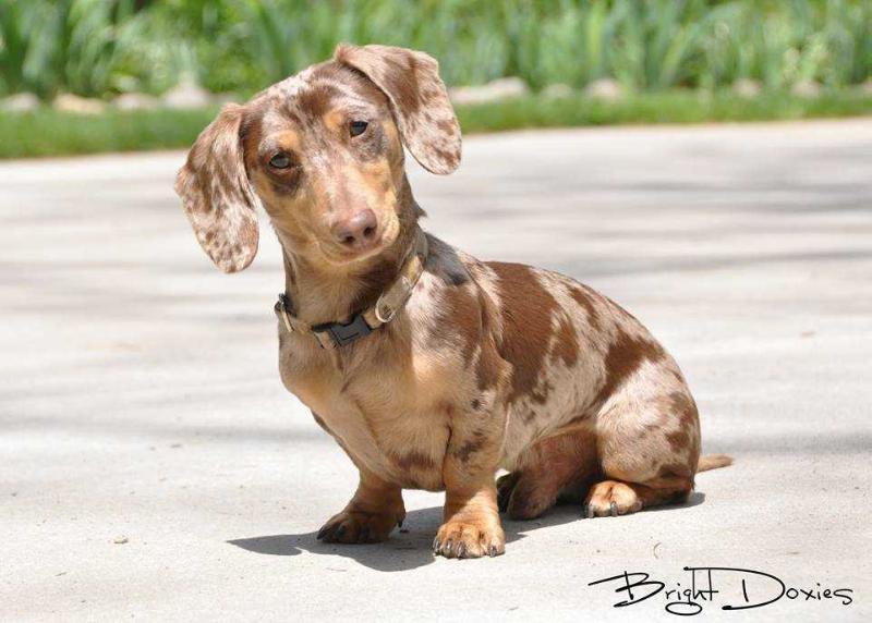 Mcmillan's Gobi Desert Camo Ms | Dachshund 