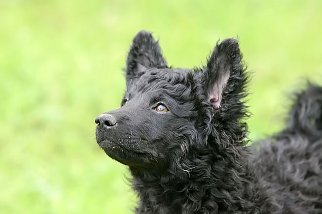 Croatian Sheepdog
