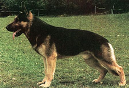 Ben von den Aamühlen | German Shepherd Dog 