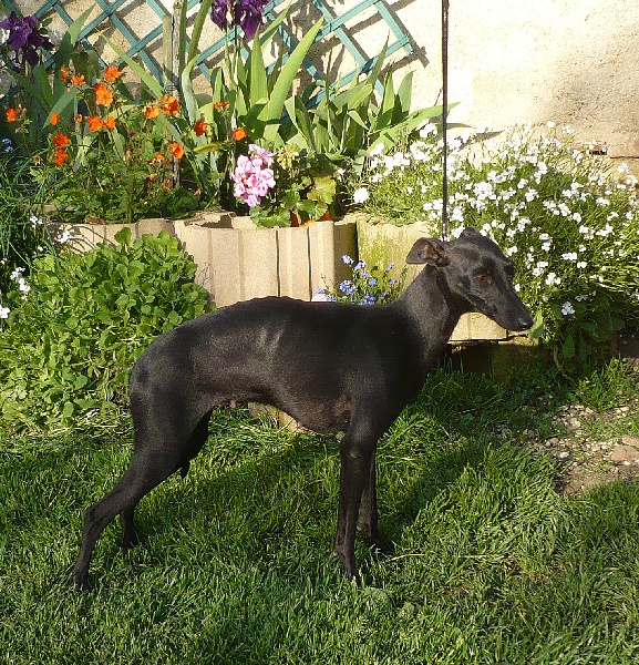 Bee des Princes de Kazan | Italian Greyhound 