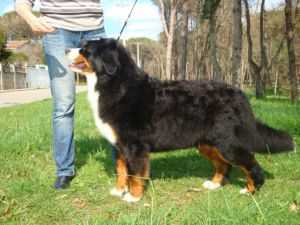 INFINITY Z DEIKOWEJ DOLINY | Bernese Mountain Dog 