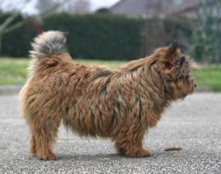 Urielle-Byvel Du Pre De La Croix Verte | Norwich Terrier 