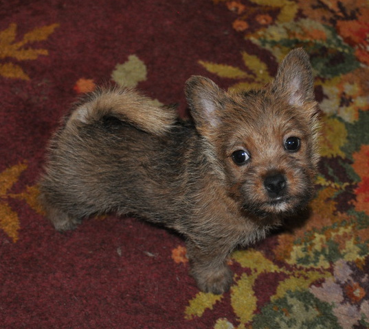 Phoenix Fire Bird Bestiyana | Norwich Terrier 