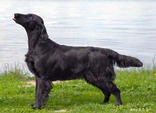 Miss Mallorys Absolute Lady | Flat-Coated Retriever 