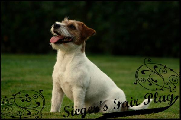 Sieger's Fair Play | Jack Russell Terrier 