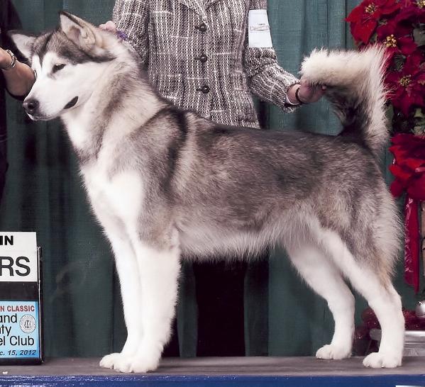 Illusion In The Shadow Of The Wind | Alaskan Malamute 