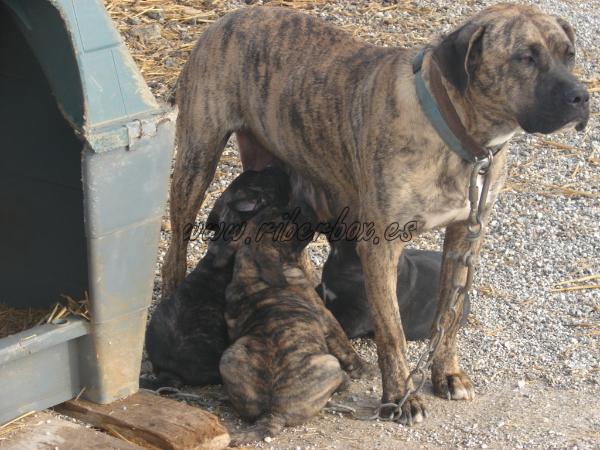 Daya Presaibiza | Perro de Presa Canario 