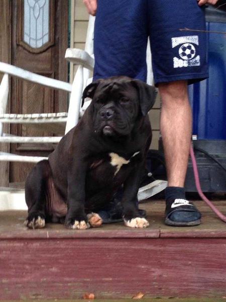 BuffaloCreek's Maxx | Olde English Bulldogge 