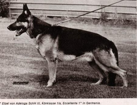 Etzel von Adeloga | German Shepherd Dog 