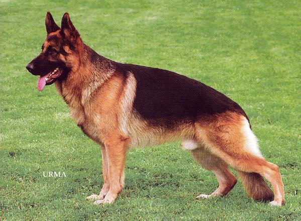 Shanto's Xano | German Shepherd Dog 