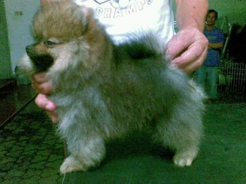 Melkid's Iron | Pomeranian 