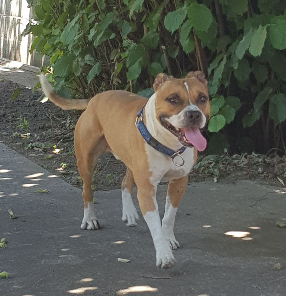 Grasshoper Dolly Bell | American Staffordshire Terrier 