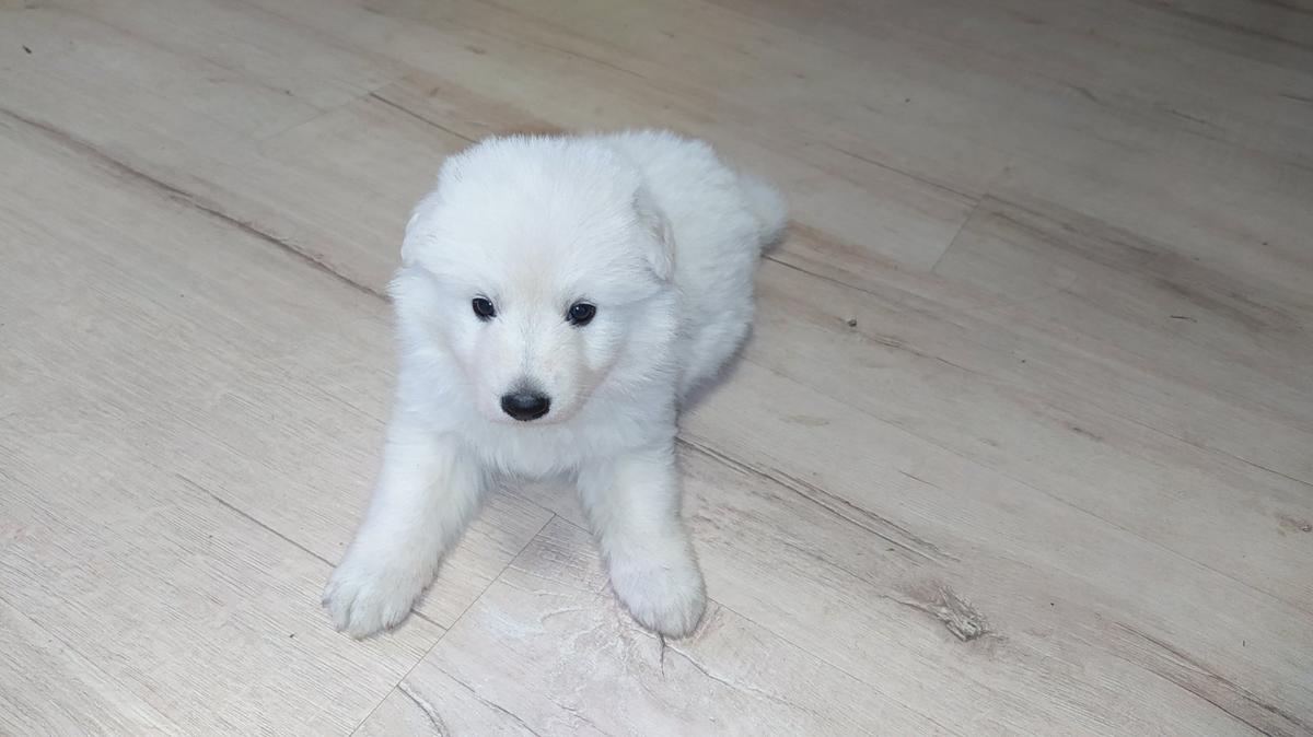 Alisa from Centr of Ukrine | White Swiss Shepherd Dog 