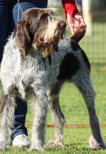 Nelson del Subasio of Kirsuda | Spinone Italiano 