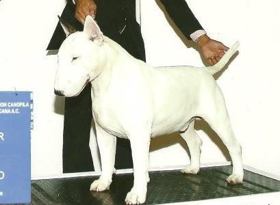 Arnold'S Aldebaran Of Taurus Knight | Bull Terrier 