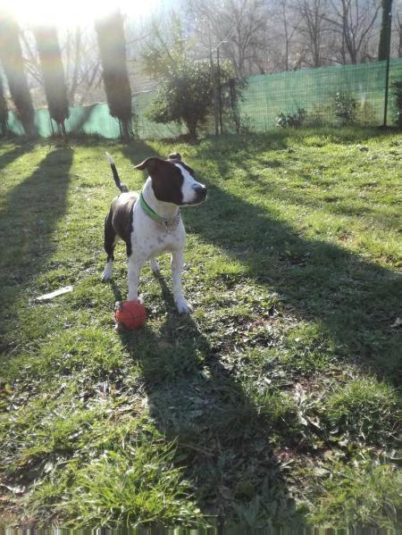 DONNA FRANCISCA | American Staffordshire Terrier 