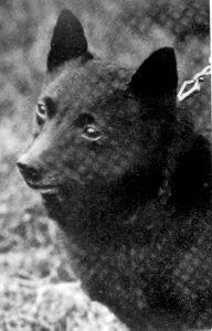 Ley Lane Lassie | Schipperke 