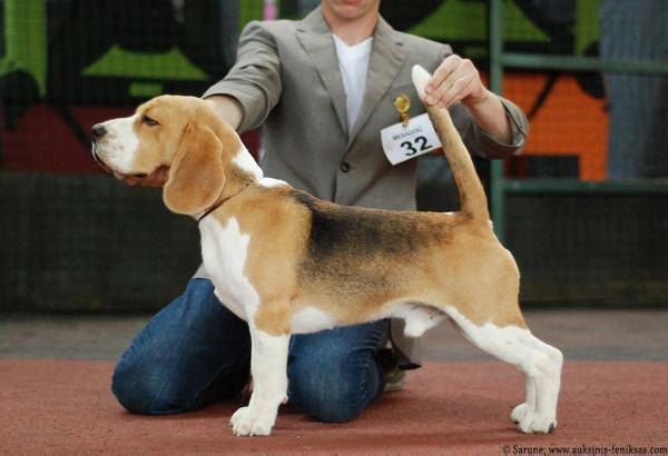 Loyd is Great From Devizas | Beagle 