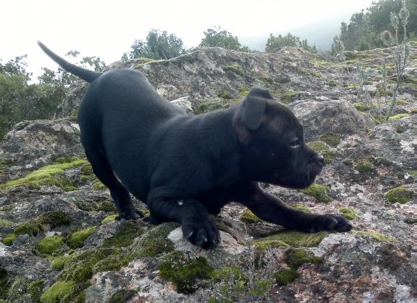 Carol baby-Colt black pard | Staffordshire Bull Terrier 