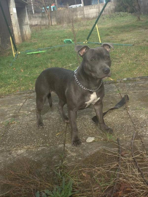 Sanka | Staffordshire Bull Terrier 