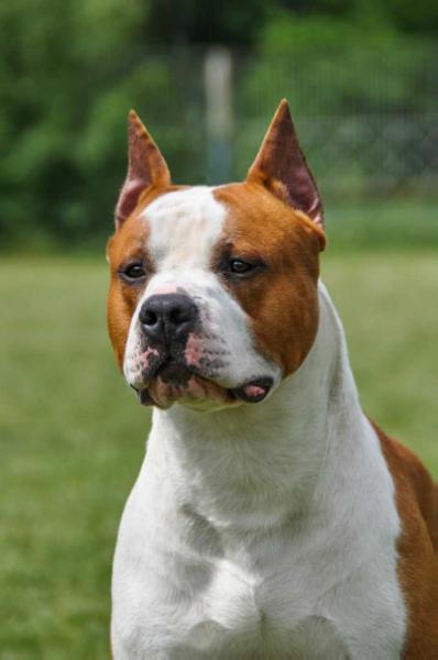 REASON TO WIN SOUL OF GRYFFINDOR | American Staffordshire Terrier 