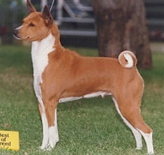 Baagna Lyka Hussy | Basenji 