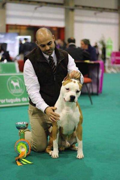 Karballido Staffs Zizou | American Staffordshire Terrier 