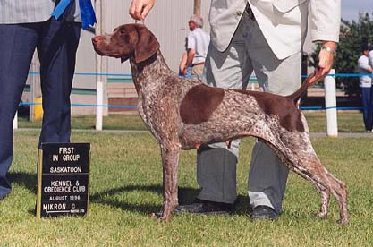 Malhaven Sage Grouse | German Shorthaired Pointer 