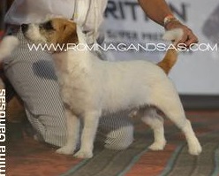 Handsome Boy for Baires of Mayo Land | Jack Russell Terrier 