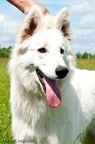 Rossmel ?hantal Shikarnaya Blondinka | White Swiss Shepherd Dog 