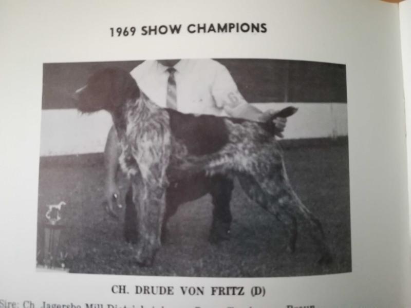 DRUDE VON FRITZ | German Wirehaired Pointer 