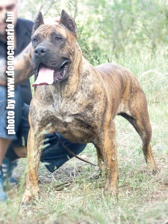 Alhambra de Rojo y Oro | Perro de Presa Canario 