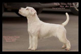 Aloia (de Meuskans) | Jack Russell Terrier 